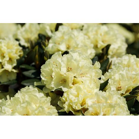 Rhododendron 'INKARHO® Gelbe Dufthecke' Rhododendron Hybr.'INKARHO-Dufthecke', gelb C 7,5 INKARHO -R- 40- 50