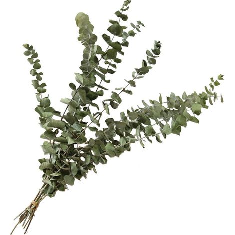 Lot de 10 Eucalyptus séchés naturels bouquet de 20 - 30 cm de décoration de fleurs séchées naturelles (1/5)