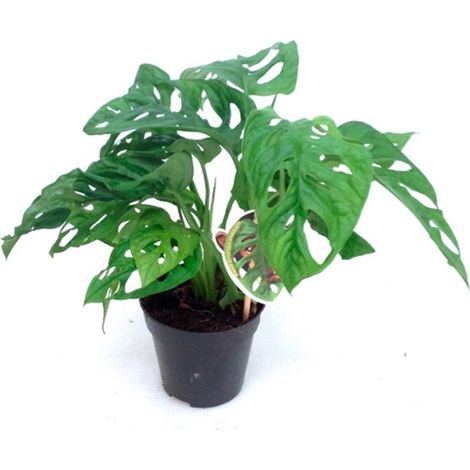 Planta Natural de Monstera Monkey Mask en Maceta M12
