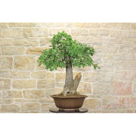 Bonsai Yamadori di Quercia Roverella (1) (1/5)