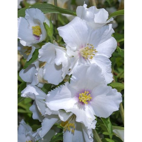 Seringat 'Beauclerk' Pot de 2L/3L (1/3)