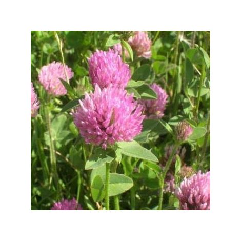 Trèfle Rouge 500g (15–20 m²) – Semences Enrobées Inoculées – Haute Germination – Sol, Azote, Culture et Jardin (1/5)