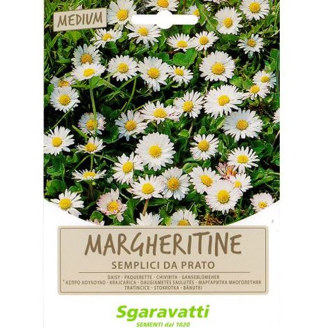 SEMI PER PRATO UNIVERSALE margheritine semplici da prato