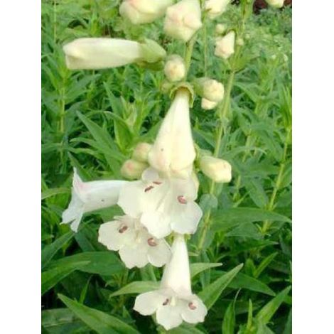Galane 'White Bedder' Godet de 8/9 cm (1/2)