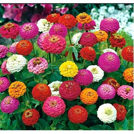 Zinnia Multicolore – Mélange Fleurs – Jardin (1/3)