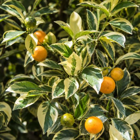 Gardenaria Calamondino Variegato - Citrus × microcarpa 'Variegata' - Pianta di agrume da frutto in vaso - Altezza: 70/80 cm (vaso 22) (1/5)