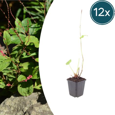 Lot de 12 Persicaria amplexicaulis 'Speciosa' Renouée Vivace Rouge Foncé Hauteur 10-25 cm Pot Ø 9 cm - PANGIVO (1/5)