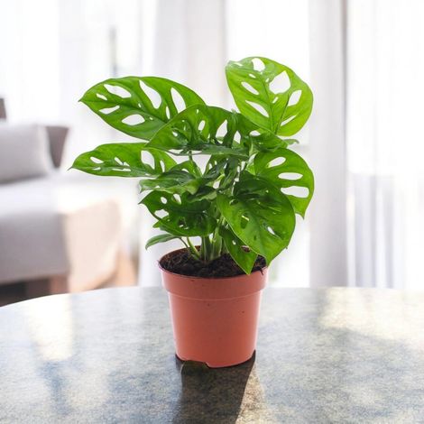 Gardenaria Monstera adansonii - Pianta da interno ornamentale - Altezza: 35 cm (vaso 12) (1/5)