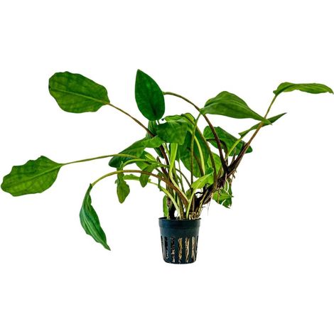 Aquarium Pflanze Lagenandra sp green Topf Nr.304