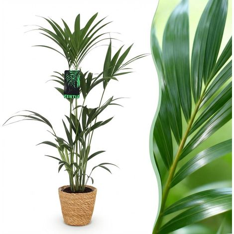 Palmier Kentia Howea Forsteriana Plante d'Intérieur avec Panier Pot 21 cm Hauteur 120-130 cm - PANGIVO (1/5)
