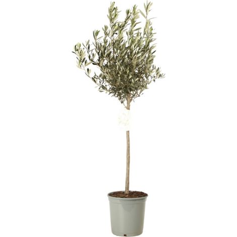 Olivier  Olea europaea Pot 5L (1/2)