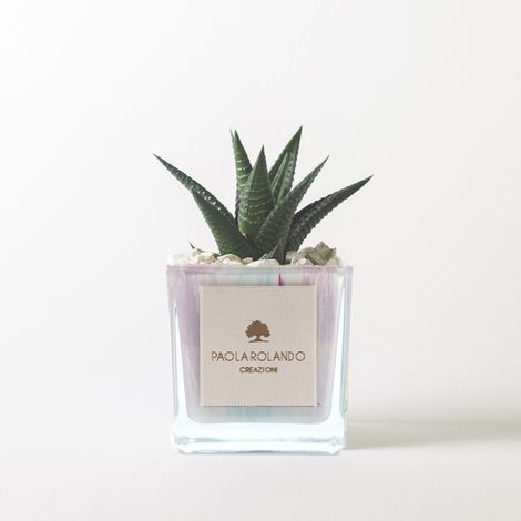 Pianta succulenta vera in cubo di vetro decorato 8x8 Clio - Lilla