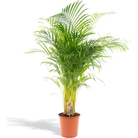 Palmier Areca Dypsis Lutescens - Plante d'Intérieur Tropicale Purificatrice - Ø21cm H130cm - PANGIVO (1/5)