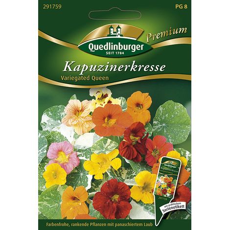 Quedlinburger Saatgut – Capucine « Variegated Queen » – Graines de fleurs, feuillage panaché, hauteur 150-200 cm