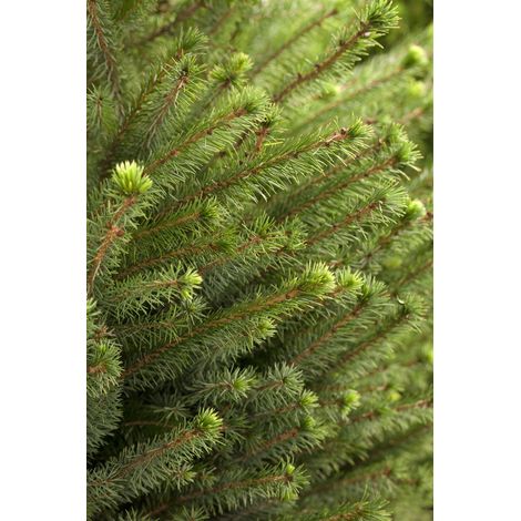Serbische Fichte Picea omorika 5L 40- 60 (1/5)