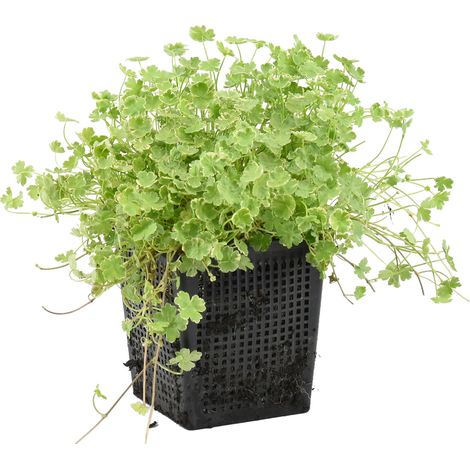 Bloomique - Hydrocotyle Variegata - Hydrocotyle panachée - Plantes de bassin - Plantes aquatiques - Rustique - Hauteur 10-20 cm - Pot 11 cm