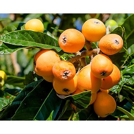 1 plant /tree (approx 1m) - loquat (nespolo d'inverno)