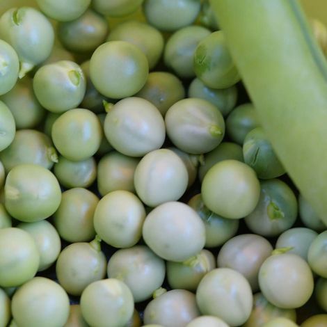 Graines de Pois Nain grain rond Petit Provençal - Vilmorin/Boite - 20 mètres (1/2)