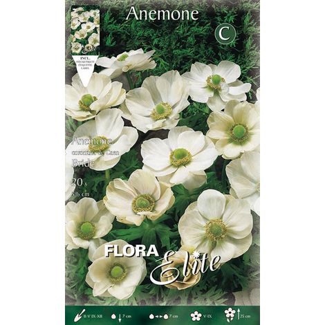 BULBI AUTUNNALI ANEMONE THE BRIDE CONFEZIONE 20 BULBI BULBS BULBES