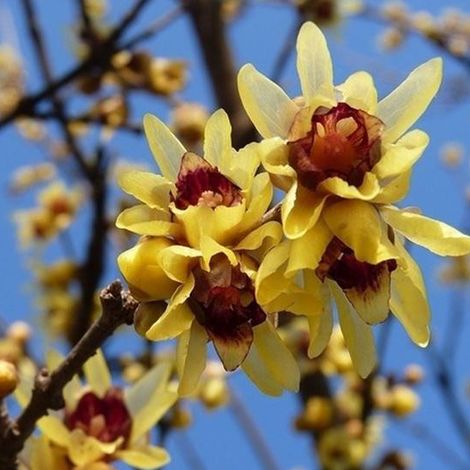 Chimonanthe précoce - Chimonanthus praecox  - 30-40 cm pot (1/5)