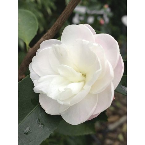 Camélia champêtre 'Cinnamon Cindy' Pot de 3L/4L (1/3)