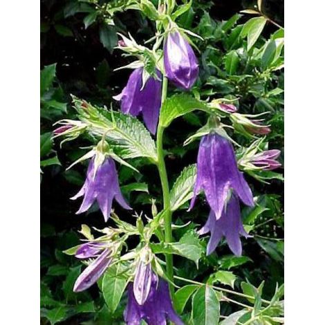 Campanule 'Kent Bell' Godet de 8/9 cm (1/5)