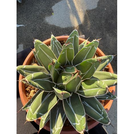PIANTA DI AGAVE  REGINAE VASO 21 (FOTO REALI) (1/4)