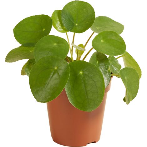 Bloomique - Pilea Peperomioides - Plante à monnaie chinoise - Plantes d’intérieur - Dépolluante - Sans danger pour les animaux - Hauteur 15-20 cm - Pot 12 cm