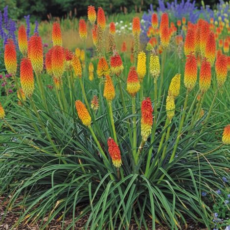 Kniphofia, Tison de Satan Grandiflora/Godet - 5/20 cm