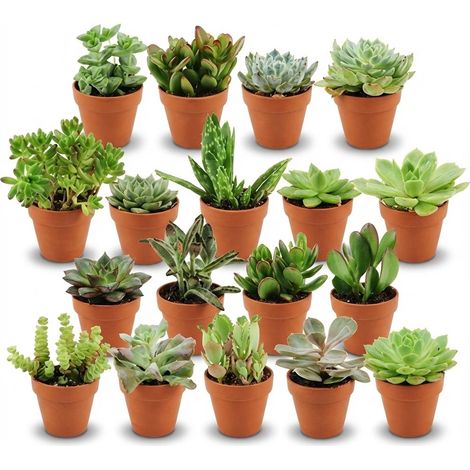 Lot de 18 Mini Succulentes et Plantes Grasses en Pots en Terre Cuite Ø 8,1 cm, Hauteur 5-10 cm - PANGIVO (1/4)