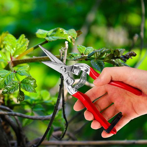 Sécateur à Fleurs Bonsai Plantes. Ciseaux pour Fleuriste et Jardinage Colibri a lame Longue en acier  petit