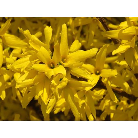 Gardenaria Forsizia - Forsythia intermedia 'Mikador' - Arbusto ornamentale da giardino - Altezza: 40/60 cm (vaso19) (1/5)