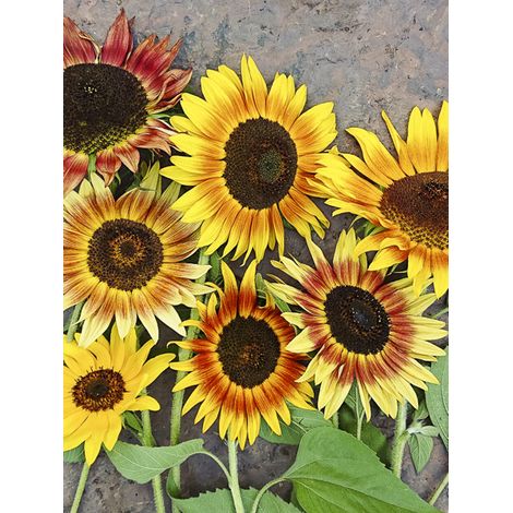 Soleil, Tournesol 'Evening Sun' le sachet de 80 graines (3g)