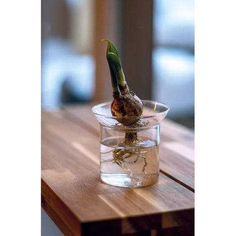 Vase de Germination et Bouturage avec Disque pour Graines et Bulbes Taille M Ø 9 x 11,5 cm - PANGIVO (1/4)