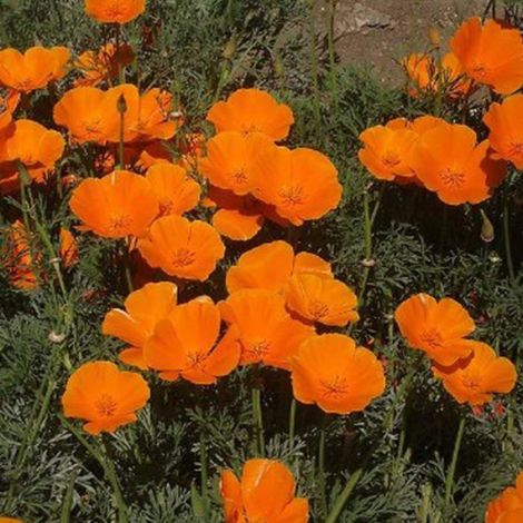 100 Pièces/Sac Graines D'Eschscholzia Pour La Plantation, Bonne Récolte Annuelle Graines De Fleurs De Jardin De Bonsaï Orange Pour (1/5)