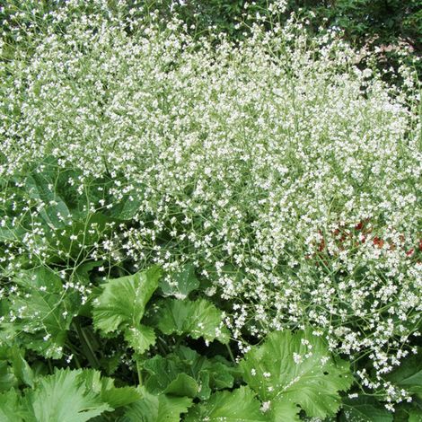 4 x Chou nuage blanc - Crambe cordifolia  - godet 9x9 cm (1/4)