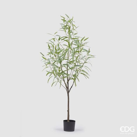 EDG Eucalipto Con Vaso H 170 cm (1/4)
