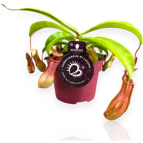 Gardenaria Nepenthes alata - Pianta da interno ornamentale - Altezza: 17 cm (vaso 12) (1/5)