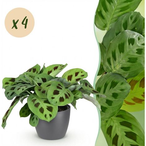 Lot de 4 Plantes d'Intérieur Maranta Plante Zèbre et Chlorophytum avec Pots Gris 12 cm 25 cm - PANGIVO (1/5)