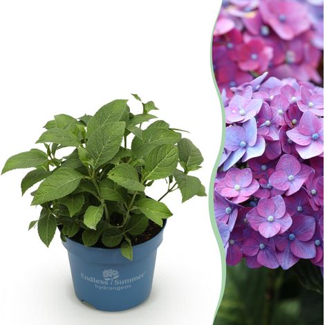 Hortensia Hydrangea Endless Summer Summer Love Purple - Plante de Jardin Violette - Pot 14cm 20-25cm - PANGIVO (1/5)