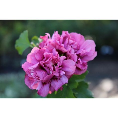 PIANTA DI HIBISCUS SYRIACUS VASO 16 ALTEZZA 30/40 cm (foto reali) COLORI MIX-DUC DE BRABANT