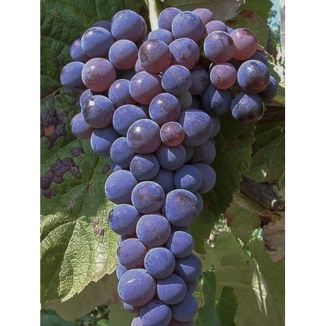 Vigne 'Venus ' Pot de 1,5L/2L (1/2)