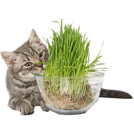 Semi di "Nepeta cataria" pianta aromatica erba per gatti