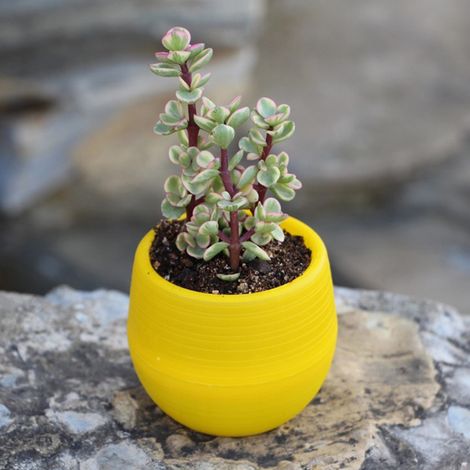 Mini maceta de plástico para plántulas y suculentas, recipiente amarillo con orificio de drenaje para jardín, balcón u oficina.