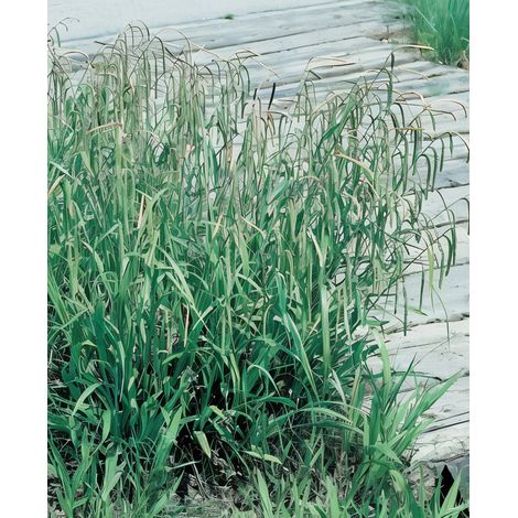 Gardenaria Carex pendula - Graminacea ornamentale da esterno - Altezza: 40 cm (vaso 17)