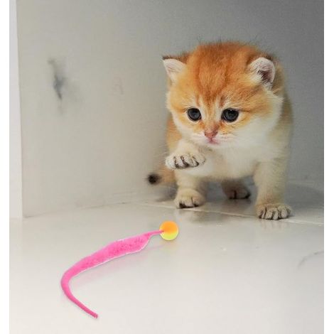 Boule Chat, Boule pour Chats, Jouet pour Chats en Forme de Ver, Jouet pour Chats (1/4)