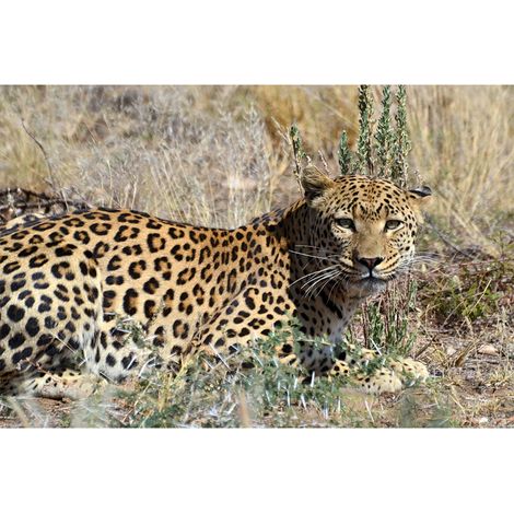 Papier peint panoramique nature beige et vert Tapisserie panoramique animaux guepard tendance Papier peint panoramique salle à manger (1/2)