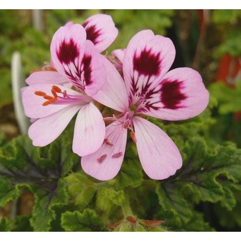 3 cuttings - Pelargonium citrodorum (Geranium mosquito) mosquito repelent