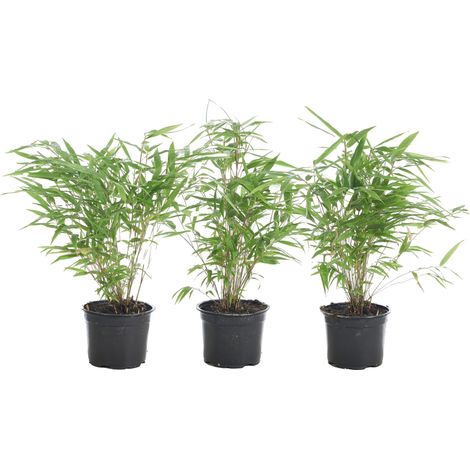Lot de 3 bambous Fargesia rufa non traçants – Persistants 20-30 cm – Pot de 10 cm – Résistants à l'hiver pour jardin et balcon