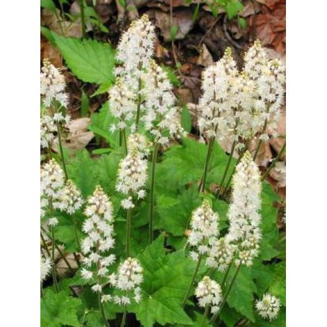 Tiarelle cordifoliée Pot de 2L/3L (1/2)